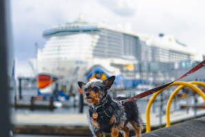 Read more about the article Princess Cruises Is Expanding Its Pet Program to 10 Ships — Here’s How It Works
