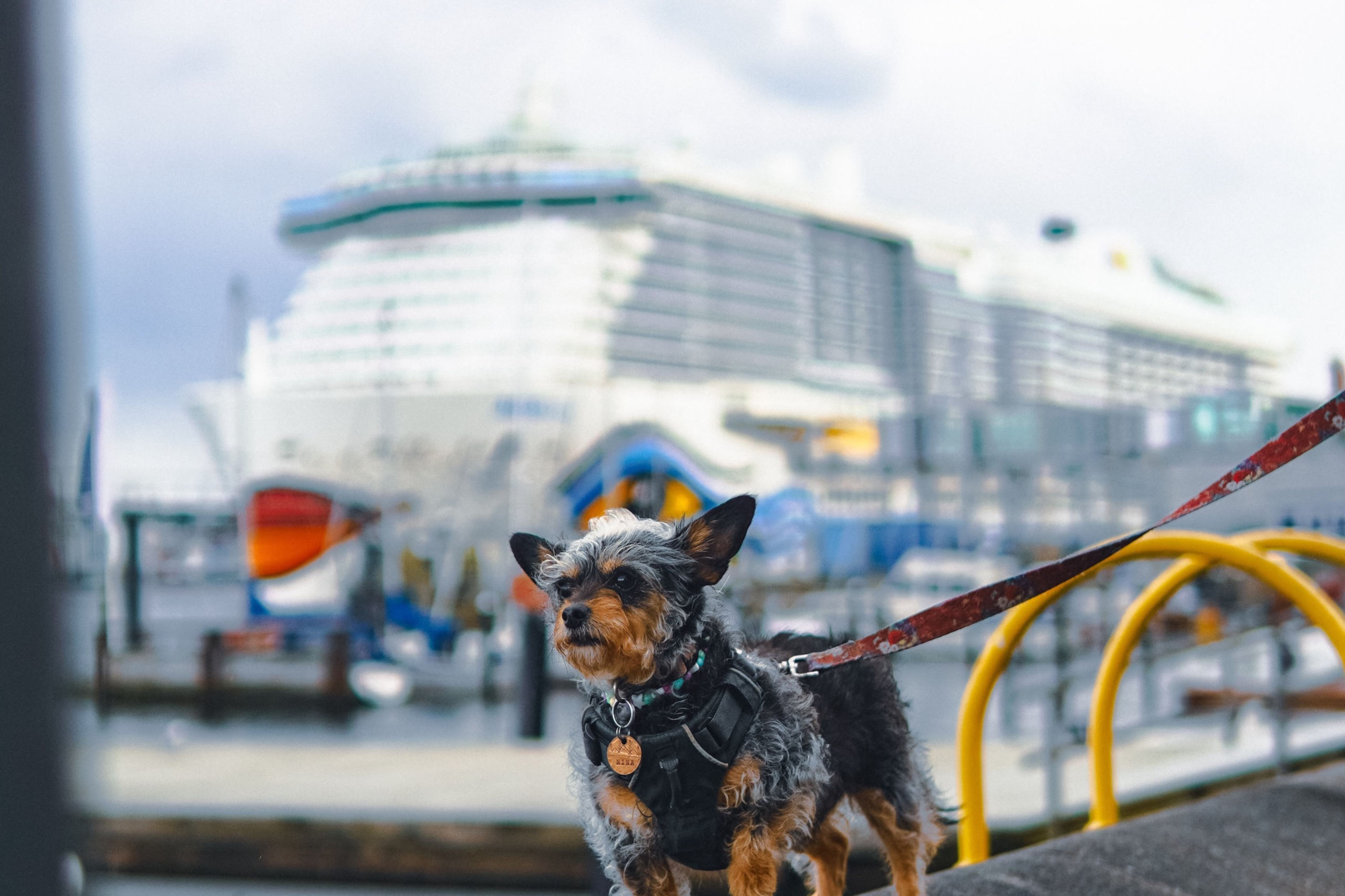 You are currently viewing Princess Cruises Is Expanding Its Pet Program to 10 Ships — Here’s How It Works