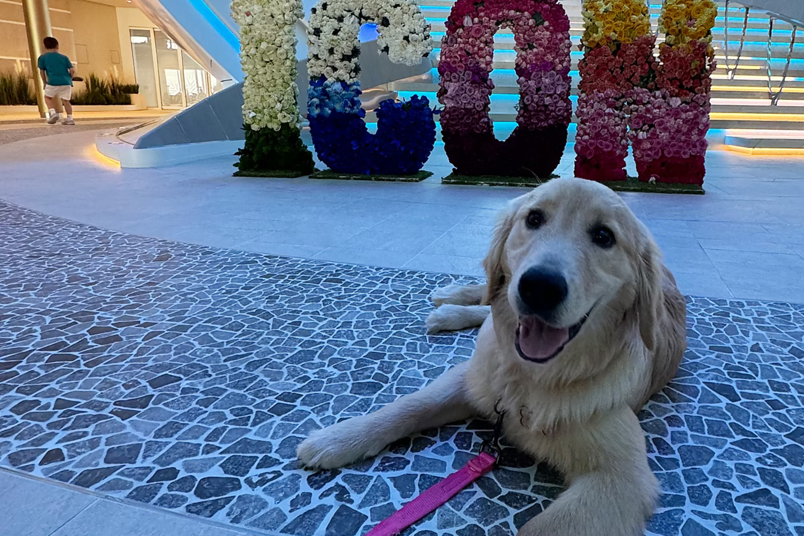 Read more about the article Royal Caribbean Wants Your Help Naming Its Newest Chief Dog Officer